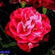 Rosepetal